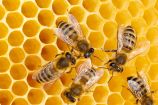 Stirbt die Biene stirbt der Mensch oder ES IST 5 NACH ZWÖLF