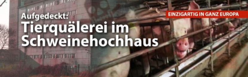 Aufgedeckt: Tierquälerei im Schweinehochhaus bei Halle an der Saale